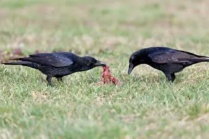 Corone: Carrion Crow - pair feeding on carrion