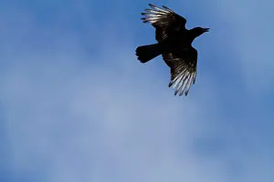 Albinos: Carrion Crow - partially albino adult in flight