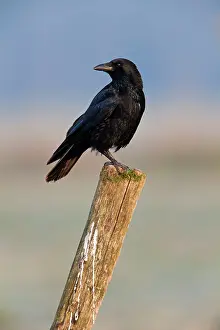 Corone: Carrion Crow - perched on fence post