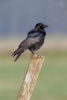 Corone: Carrion Crow - perched on fence post