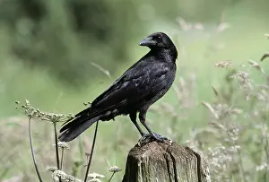 Posts: CARRION CROW - perched on fence post