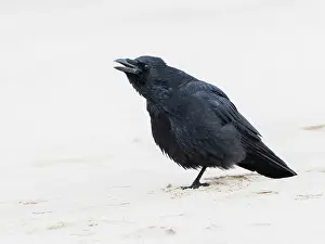 Crow: Carrion Crow - sitting on the beach, calling, Northumberland