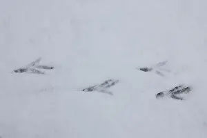 190219: Carrion Crow - track in snow - Germany