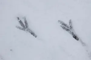 190219: Carrion Crow - track in snow - Germany