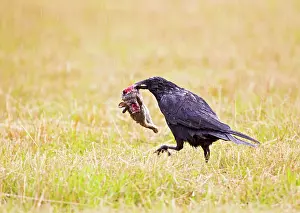 Corone: Carrion Crow - youngster feeding on Rabbit in meadow -