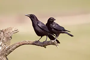 Corone: Carrion Crows