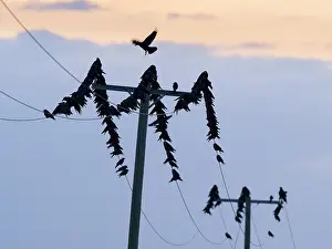 Geoff Du Feu: Carrion Crows on electricity cables