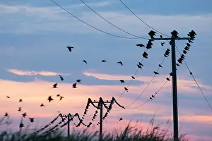 Geoff Du Feu: Carrion Crows on electricity cables