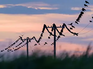 Geoff Du Feu: Carrion Crows on electricity cables