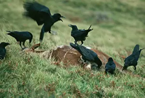 Sinister: Carrion CROWS - feeding on carcass