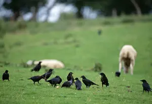 Twelve: Carrion CROWS - twelve in field with sheep