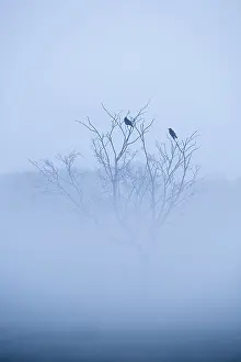 Crows: Carrion Crows in mist on grazing marsh