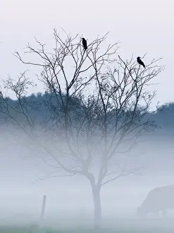 Norfolk: Carrion Crows in mist on grazing marsh Norfolk UK
