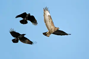 Mobbing: Carrion Crows mobbing Buzzard (Buteo buteo) - aerial attack
