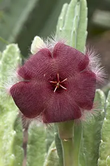 Carrion: Carrion flower (Stapelia asterias)