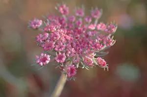 Carota: Carrot