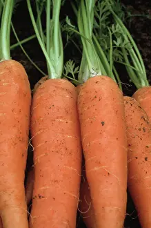 Carota: Carrot