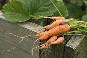 Picked: Carrot