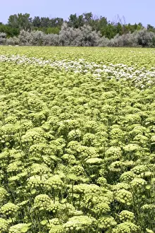 Carota: Carrot Field
