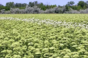 Carota: Carrot Field
