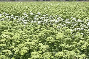 Carota: Carrot Field