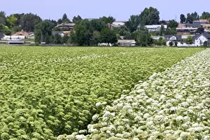 Carota: Carrot Field