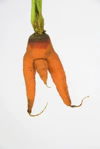 Penis: Carrot - man carrot