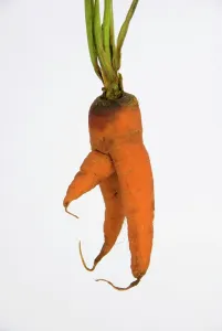 Penis: Carrot - man carrot