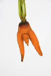 Penis: Carrot - man carrot