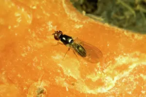 Carrot: Carrot root fly