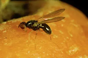 Root: Carrot Root Fly
