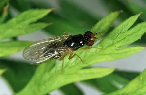 Root: Carrot root fly