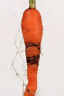 Garde: Carrot root fly damage