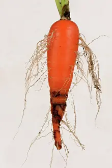 Garde: Carrot root fly damage