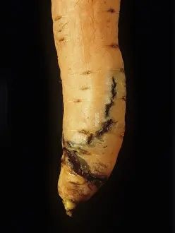 Carrot: Carrot Root Fly damage