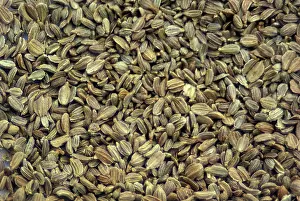 Carrot: Carrot Seeds
