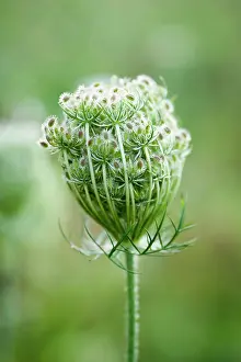 Carrot: Carrot, Wild carrot, Daucus carota. Close side view