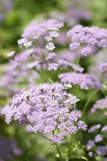 Queen: Carrot, Wild carrot, Daucus carota, Mauve subject