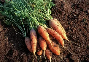 Picked: Carrots