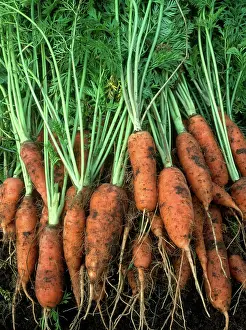 Picked: Carrots