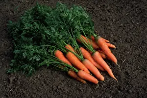 Carrot: Carrots