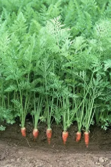 Carrot: Carrots