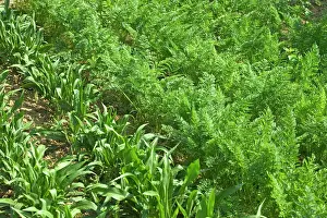 Allotment: Carrots and maize / corn growing - in Allotment