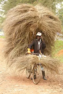 Thatching: Carrying grass for thatching building, Kakamega