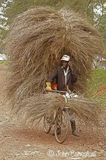 Thatching: Carrying grass for thatching building, Kakamega