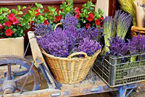 Sale: Cart with fresh lavender for sale, Sault