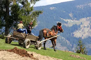 Cart: Cart manure coupled Apuseni Mountains Romania