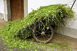 Cart: Cart with newly-harvested flower-rich hay - in