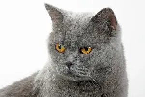 Carthusian: Carthusian cat, animal portrait, white background