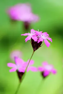 Dianthus: Carthusian pink, Dianthus carthusianorum, close up of flower